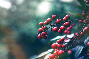 selective focus photography of bundle of red fruits HD wallpaper
