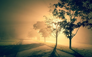 green leafed tree, landscape, trees, road, sunlight