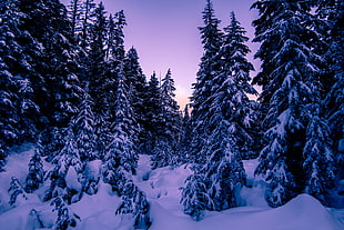 green pine trees, Fir, Snow, Winter HD wallpaper