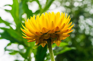 yellow flower, daisy