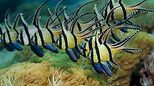 black-and-yellow fish, underwater, fish