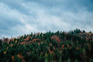 green trees, Trees, Sky, Autumn