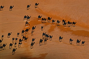 herd of camels, camels, desert, animals HD wallpaper