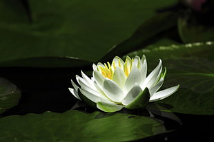 white lotus flower