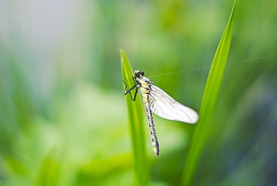 nature, insect, dragonfly, closeup HD wallpaper