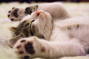 white and gray tabby kitten lies in lime-green textile