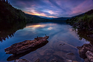 brown and white sea waves, forest, plants, river, lake