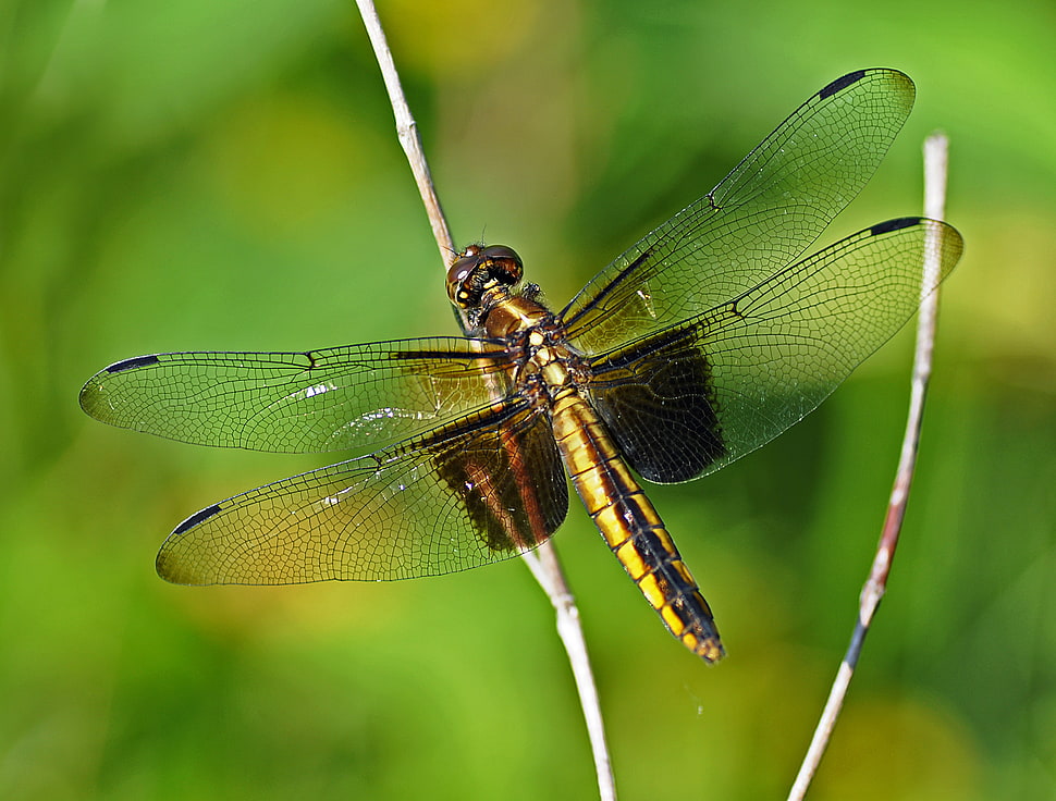 wildlife close-up photography of yellow dragonfly HD wallpaper