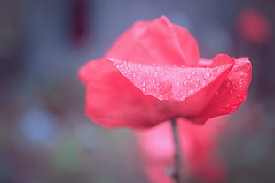 red rose shallow focus photography, uppsala HD wallpaper