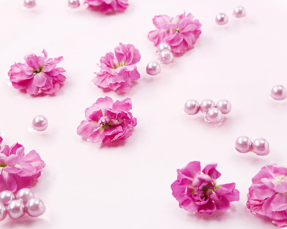 pink flowers HD wallpaper