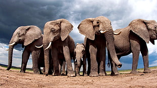 gray elephants, animals, nature, elephant, landscape HD wallpaper