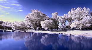 white leafed trees, lake, trees, snow, frozen lake