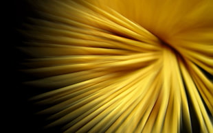 yellow pasta HD wallpaper