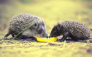 two black hedgehog eating yellow fruit HD wallpaper