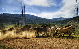 group of horse running towards green grass