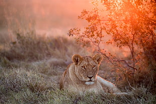 adult brown lioness, nature, animals, big cats, mammals