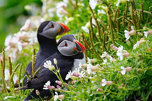 closeup photography of two Atlantic Puffins HD wallpaper