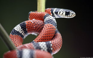 red and black snake, snake, kingsnake, reptiles, animals