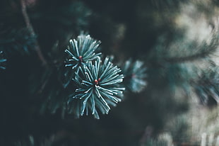 Pine Tree twig auto focus shot photography HD wallpaper