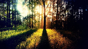 green leafed tree, landscape, nature, forest