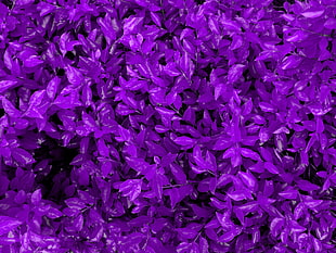 purple petaled flowers, nature