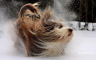 long-coated white and brown dog, nature, animals, happy, dog