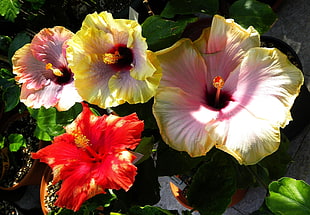 three yellow and one red petaled flowers