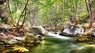 river in forest HD wallpaper