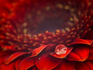 closeup photography of red petaled flower