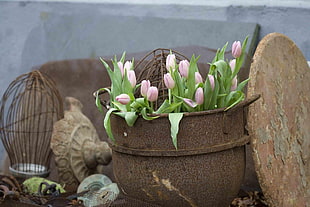 pink tulips in brown metal pot at daytime HD wallpaper