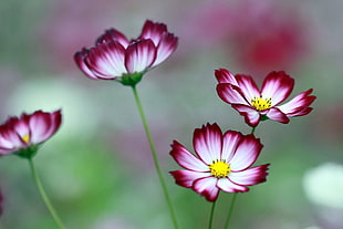 selective focus photo of white-and-pink Cosmos flowers HD wallpaper