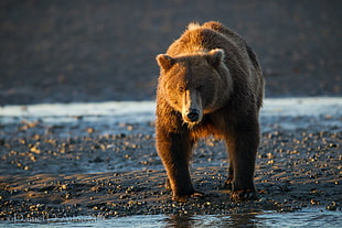 brown bear walking on river HD wallpaper
