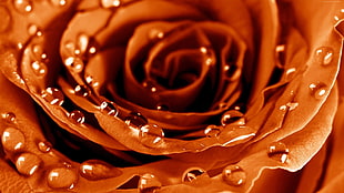 brown rose with water drops HD wallpaper