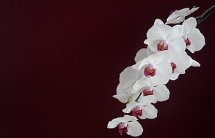 white-and-pink Orchids closeup photo HD wallpaper