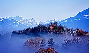 green trees, mist, trees, mountains, nature