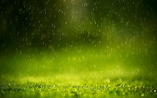 splay of water, macro, grass, water drops HD wallpaper