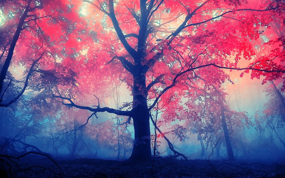 red trees during daytime HD wallpaper