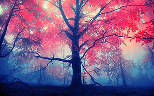 red trees during daytime