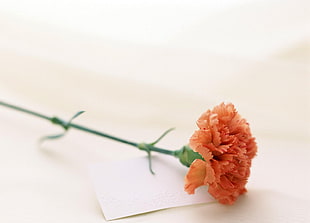 orange Carnation flower on white blank paper HD wallpaper