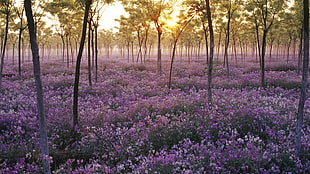 purple petaled flower field near trees during golden hour HD wallpaper