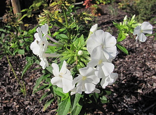 white petaled flowers