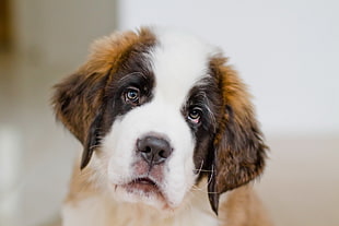 selective focus photography of tricolored Beagle