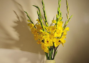 yellow Gladiolus flowers closeup photo HD wallpaper