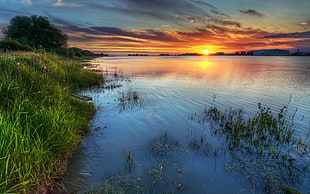 body of water and green grass, lake, sunset HD wallpaper
