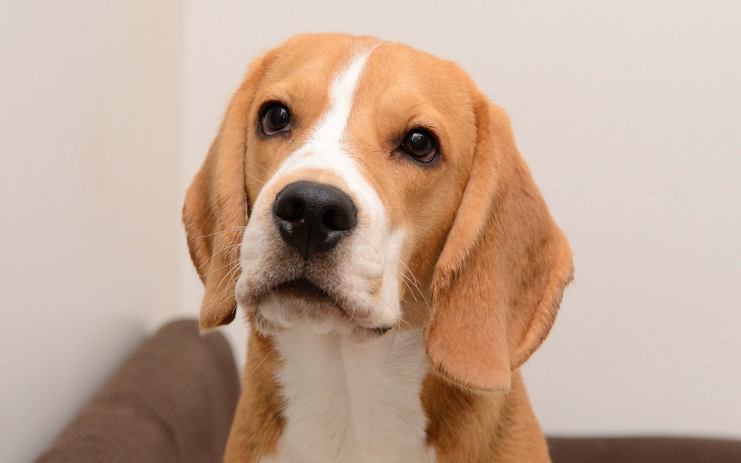 adult white and lemon Beagle