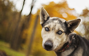 selective focus photography of wolf