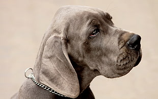 short-coated gray puppy, animals, dog