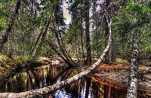 river surrounded by birch tree landscape photo HD wallpaper