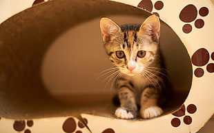 selective focus photography of silver tabby kitten