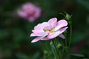 selective focus photo of pink Wild Rose flower HD wallpaper